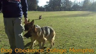 Slobbers And Hackenschmidt Dog Obedience College
