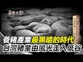經典回顧|口蹄疫大爆發 養豬產業最黑暗的時代  台灣豬業由風光走入低谷|三立新聞網 SETN.com