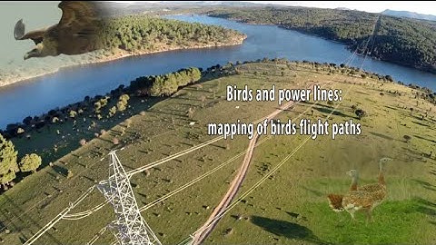 Video ‘Mapping of Bird Flight Paths’ Project