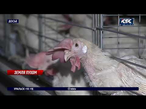 Videó: A H7N9 Vírus Az USA Biopszichológiai Fegyvere? - Alternatív Nézet