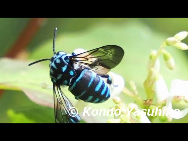 幸せの青い蜂 ルリモンハナバチ - YouTube