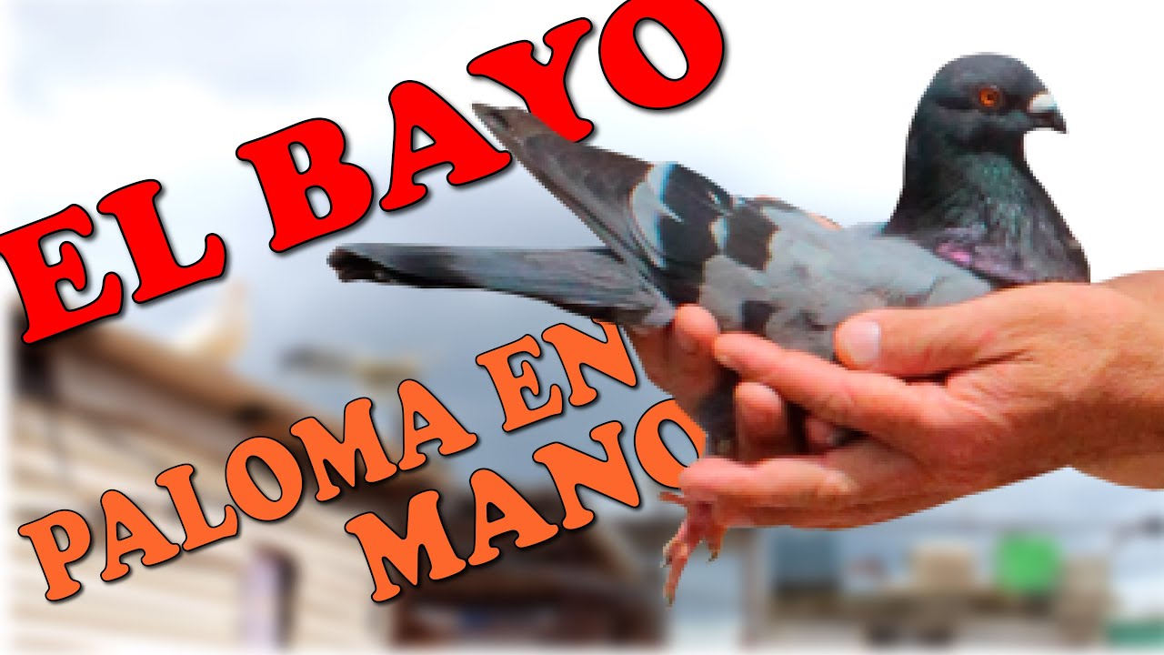 El Bayo, palomero de Guanabacoa. Paloma en mano.