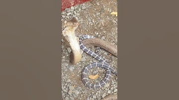 #reviewdocla rắn hổ mang đối đầu với rắn cạp nia