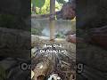 Bow Drill on Damp wood #primitivefirelighting #bushcraft