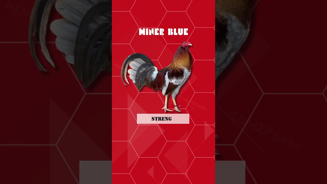 Miner Blue 🐔🐔🐔Characteristic: StrengthFighting Style: Strong and powerful, favored for endurance.