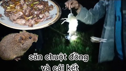 Săn bắt chuột đồng bằng cách này | chế biến món ăn từ chuột đồng |