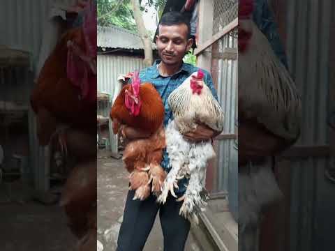 Brahama Murgi ব র হ ম ম রগ