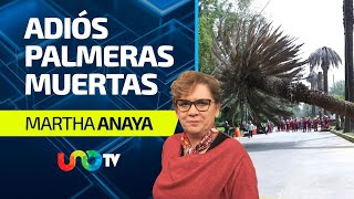 Adiós a las palmeras canarias en CDMX