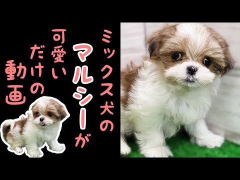 ミックス犬(マルチーズ×シーズー)マルシー・子犬【鶴見元宮店】 - YouTube