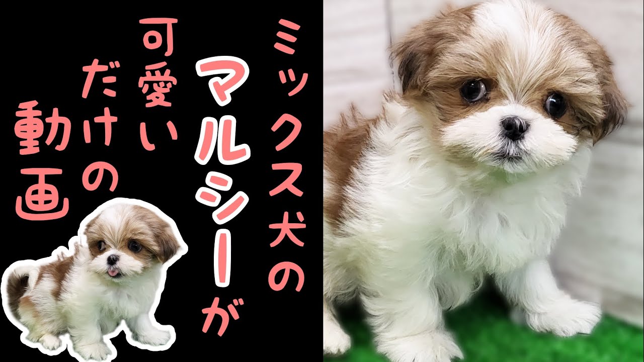 ミックス犬(マルチーズ×シーズー)マルシー・子犬【鶴見元宮店】 - YouTube