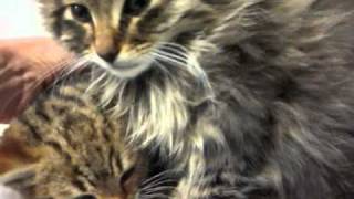 Moby And Coby, Gorgeous Tiny Kittens, Need Love And Tlc