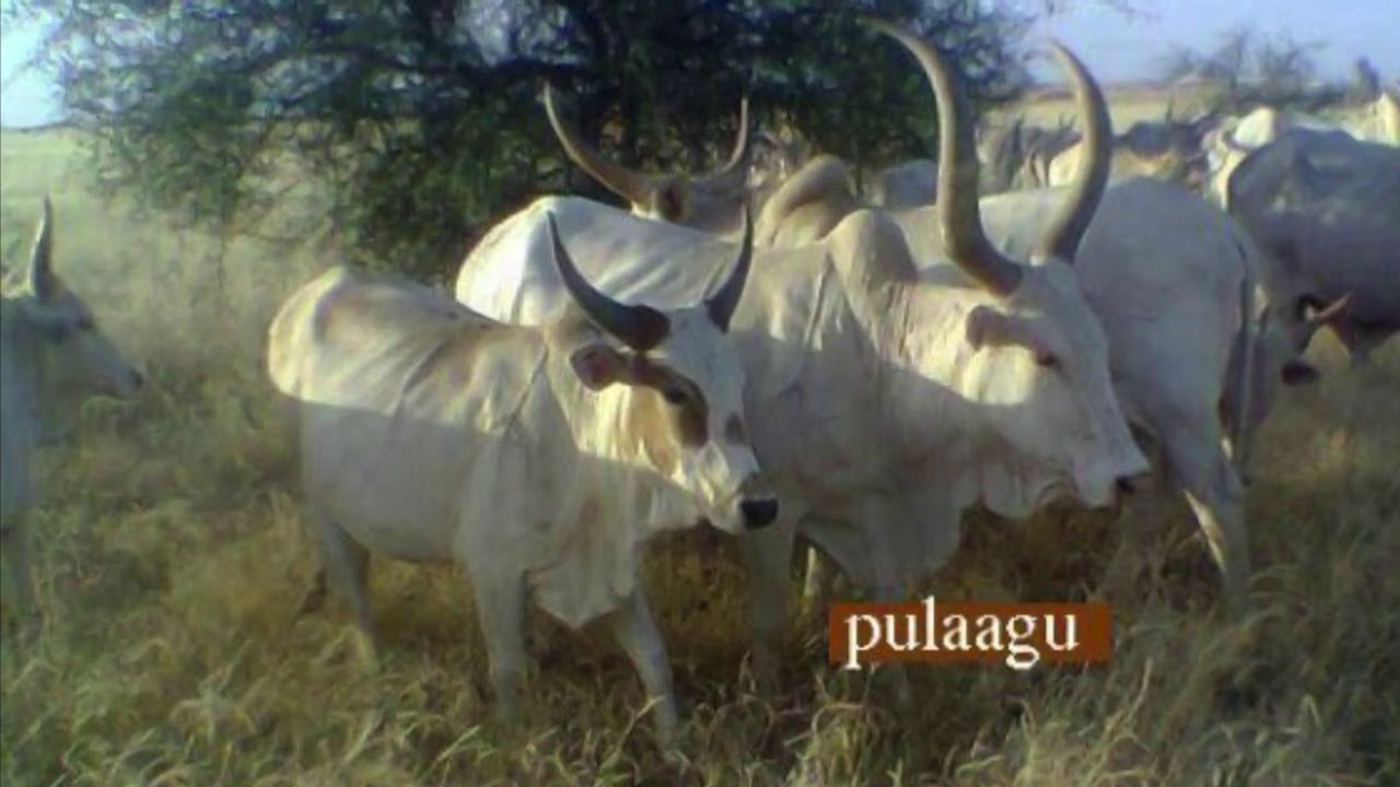 Alassane Demba Ndiouck 2