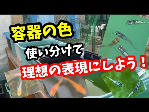 Here's how to use different container colors! [Medaka] - YouTube