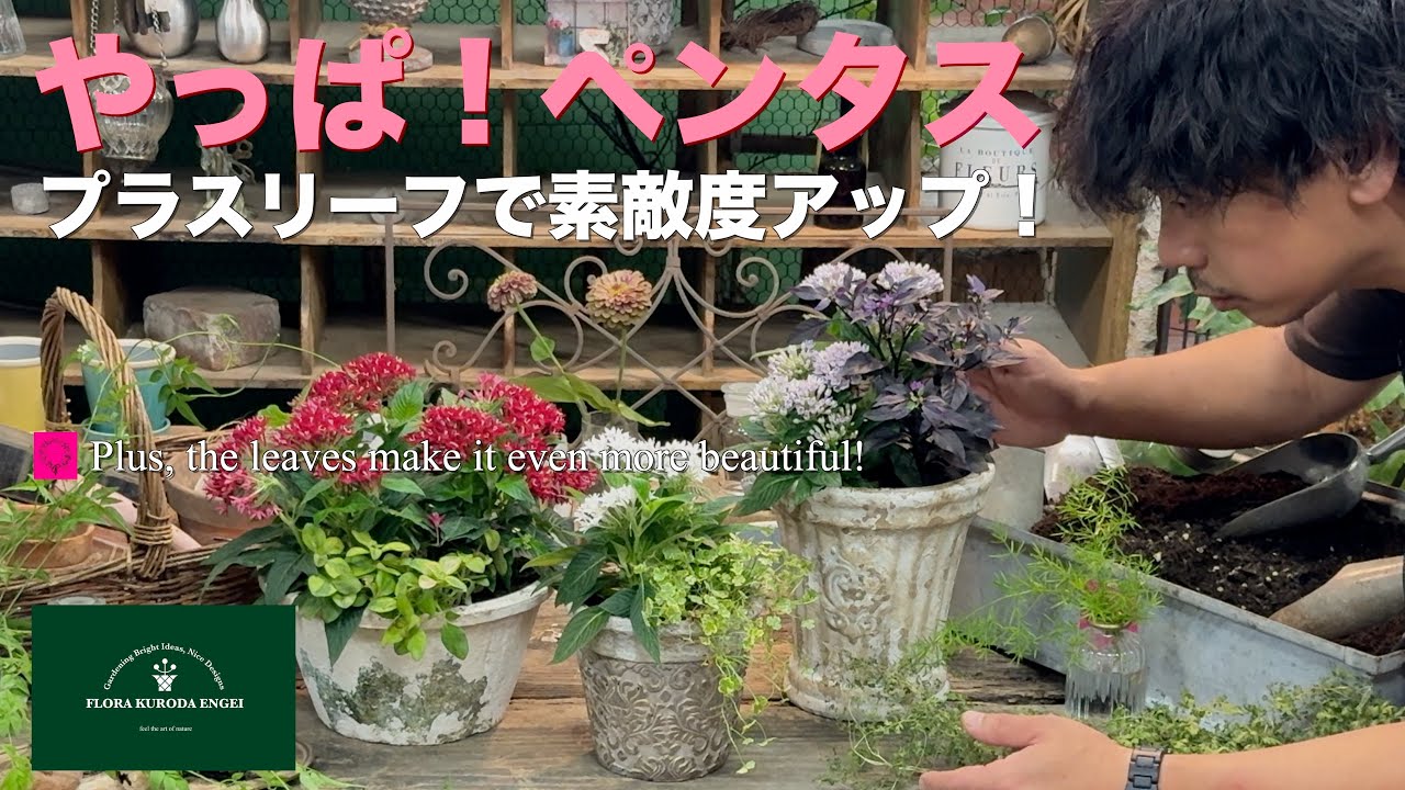 【やっぱペンタス！】プラスリーフで素敵度アップ【夏のガーデニング】-フローラ黒田園芸- #ガーデニング #園芸 #寄せ植え 