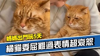 飼主出門玩5天！橘貓一臉委屈難過｜寵物｜貓咪｜萌寵｜精選影片