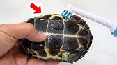 オーストラリアのバリラで発見 岩かと思いきやフジツボに覆われた亀だった 衝撃 Youtube