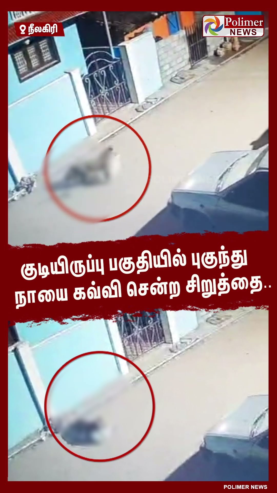குடியிருப்பு பகுதியில் புகுந்து நாயை கவ்வி சென்ற சிறுத்தை.. #shorts