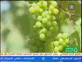 افضل انَواع العنب تزرع في السودان ما اجملك ي سودان