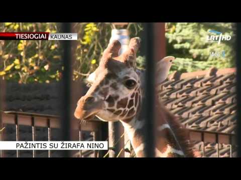 Video: Dar Vienas Zoologijos Sodas Nužudyti Jauną žirafą! Ar Turėtume Tiesiog Atsisakyti Zoologijos Sodų?