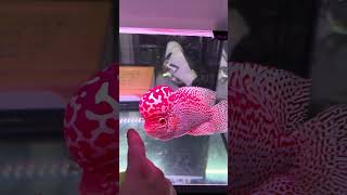 Red Texas Kamfa 🔥🔥🔥 #aquariumfish #aquarium #flowerhorn