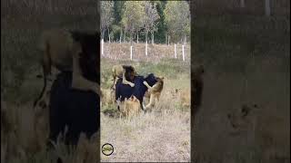 Lions attack Buffalo youtubeyoutubeshorts
