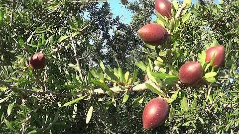 Où se trouve l'arbre d'argan ?