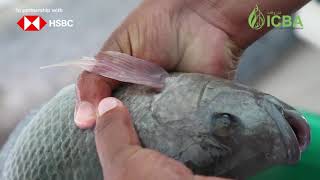 Measuring fish biomass (English)