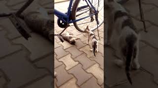قطتان لطيفتان تلعبان مع بعض 