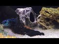 Что случилось с икрой?! Новые жители в аквариуме/Aquarium Fish/New residents in the aquarium