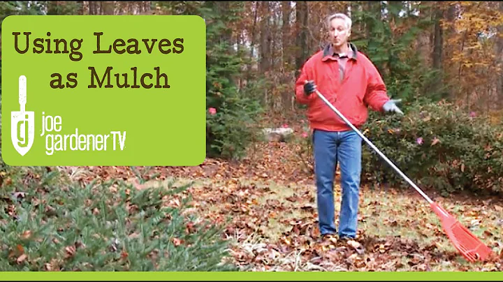 How to Use Leaves as Garden Mulch