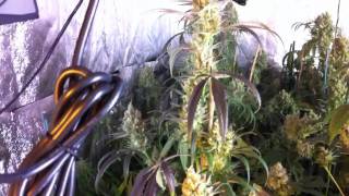 Veganic LED grow day 61 bloom