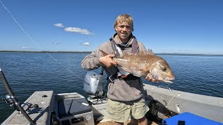 Harbour Fishing ( MANGROVE SNAPPER ) Catch N Cook  New Zealand