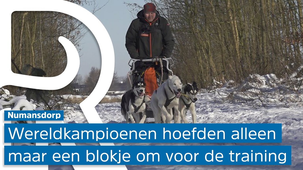 Sledehonden trainen voor het eerst in Nederlandse sneeuw