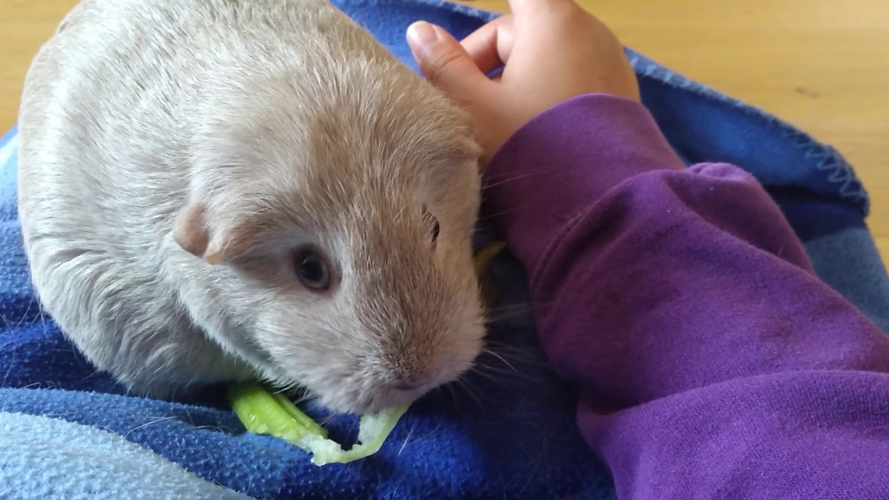 Guinea pig's brain is buffering YouTube