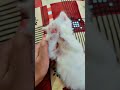 #cute #funny #kuching#cute kids simba #fun #kids short 🐈🐈#cutebaby #catlover