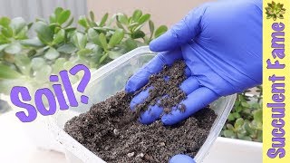 How to Customize Your Succulent and Cactus Soil (Succulents Differ)