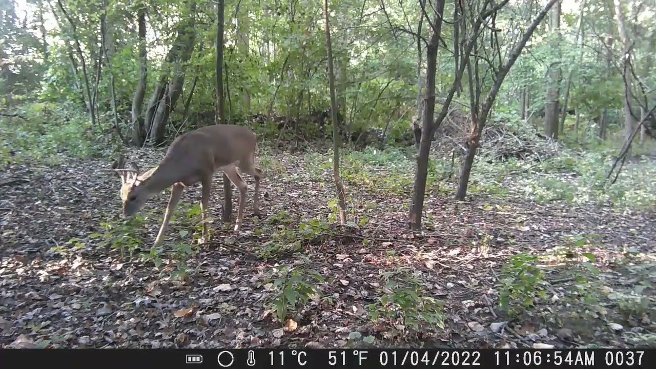 CITWC Nature Park Trail Cam Video  