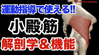 【6分で解説!!】小殿筋の機能解剖学!!【ストレッチ＆トレーニングに効果的な肢位も解説】