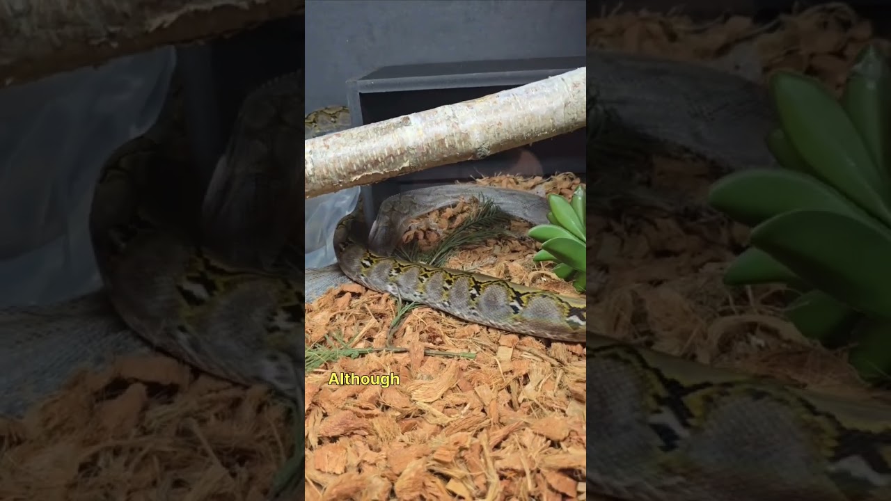 My reticulated python shed today. She did it quickly, even when taking a break to go for a swim