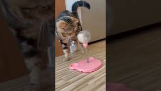 new cat video | new funny cat | new cat funny video | funny cat & dog 😊😂🤣