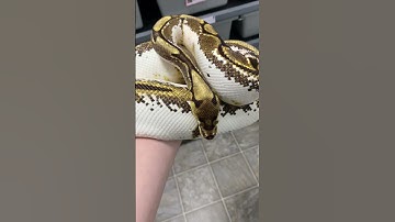 0.1 Pastel OD Calico Spider Het Pied