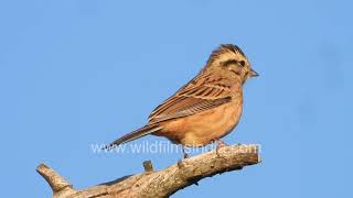 Scenic Golden light framing Rock Buntings atop a lone branch