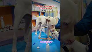 Canine Transmissible Venereal Tumor (CTVT or TVT)|Cancer #dog #treatment #chemotherapy #shorts