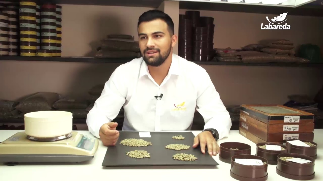 Quer entender a diferença entre café? A Labareda te ensina a classificar pelas regras do COB