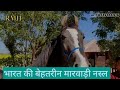 Marwari horse||India&#39;s finest Marwari breed baby girl भारत की बेहतरीन मारवाड़ी नस्ल की बच्ची
