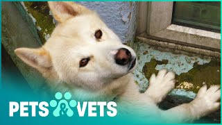 How To Properly Care For Needy Pets | Animal Rescue School