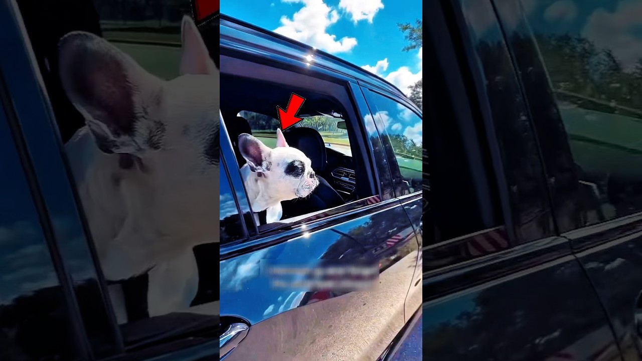 Dog Cries When He Finds Out The Park Is Closed 🤣