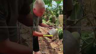 Japans kreativster Landwirt