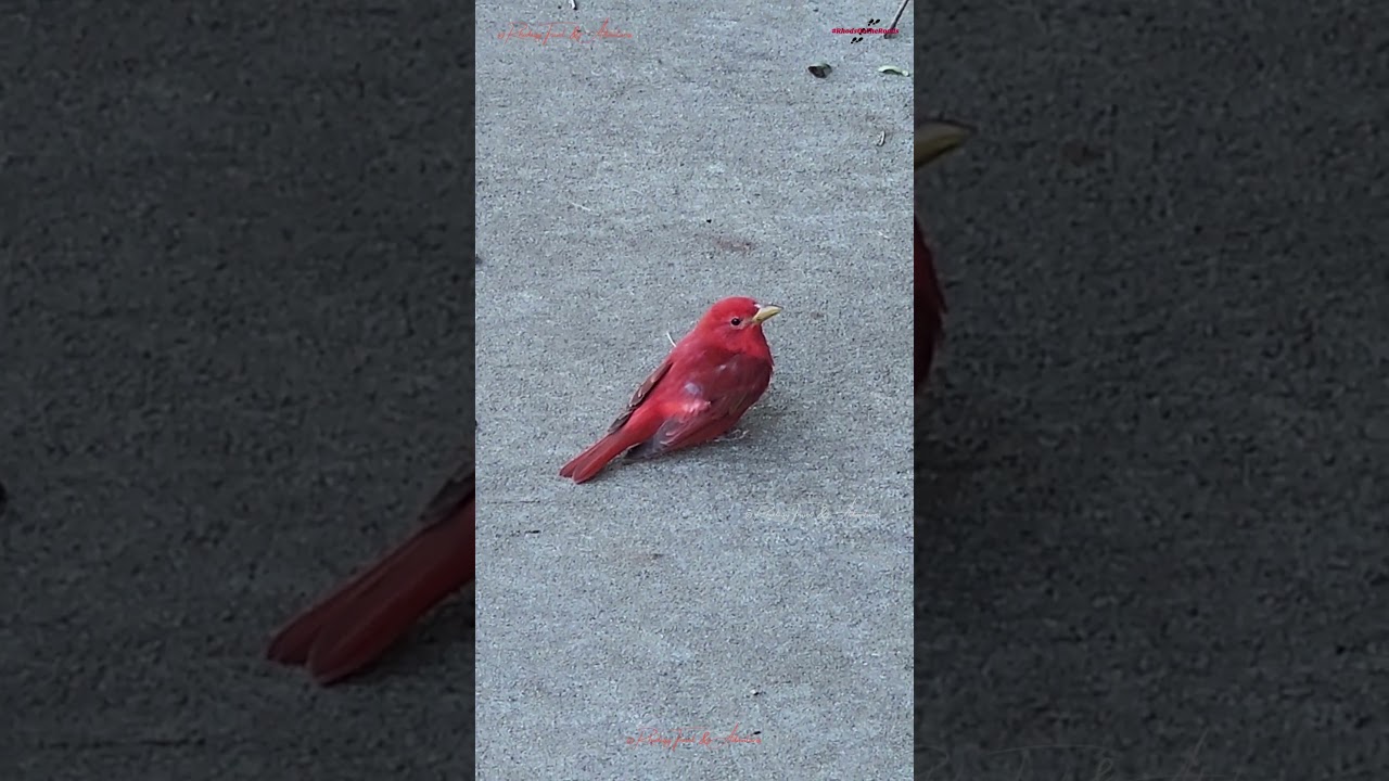 You Won’t Believe How Chill This Bright Red Bird Is! | Kansas Nature Surprise 🐦