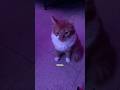 #cats So You Just Be Like Running